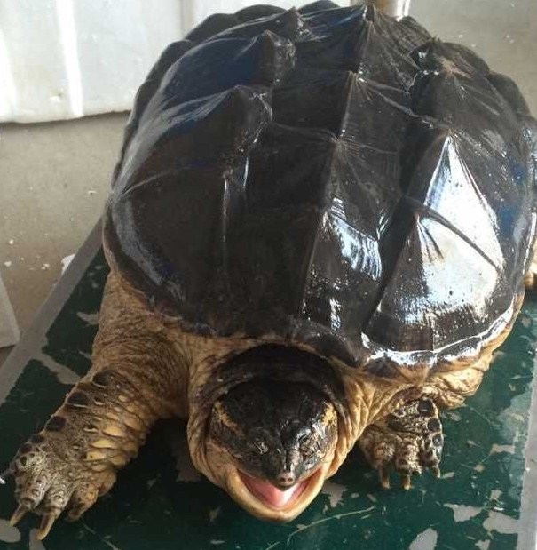 鳄鱼龟大鳄-鳄鱼龟大鳄厂家,品牌,图片,热帖-阿里巴巴