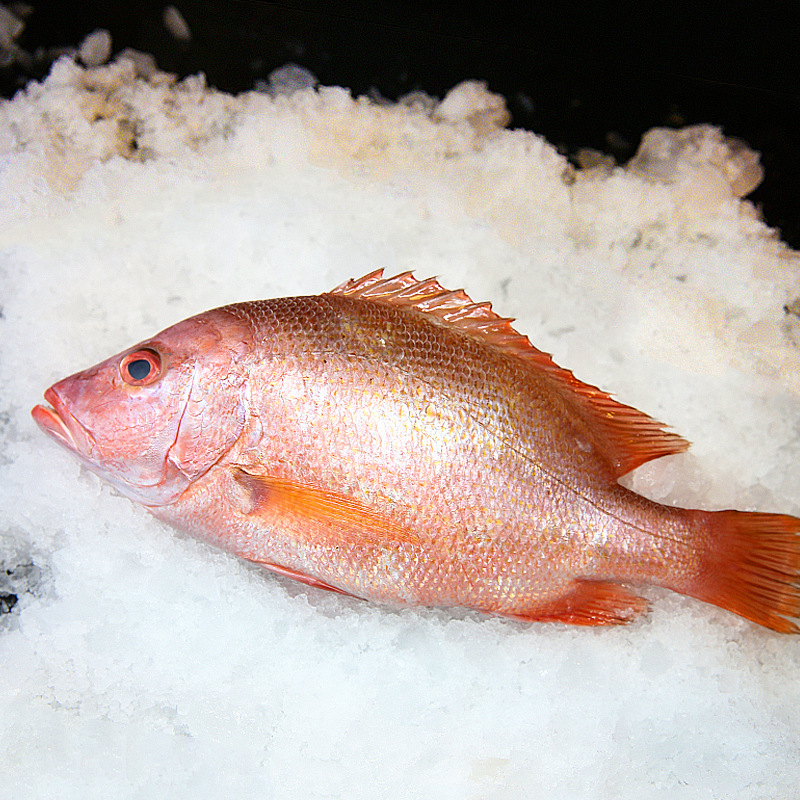 冰鲜红鱼(900-1000克/份)-南海开海季#产地直发无法接受同城闪送