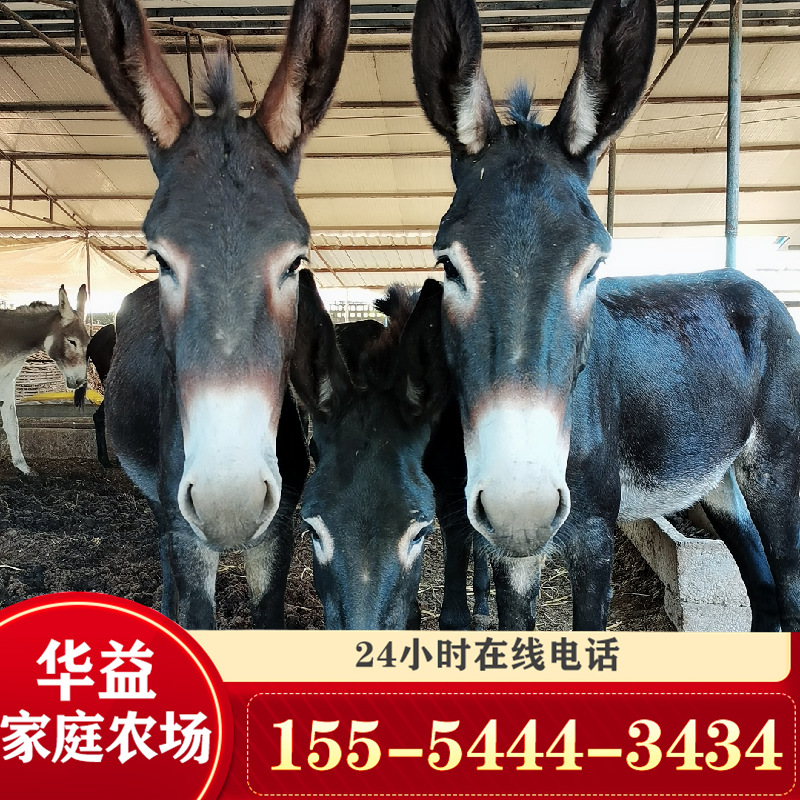 肉驴仔价格销售肉驴活体育肥肉驴 山东肉驴苗价格走向-阿里巴巴