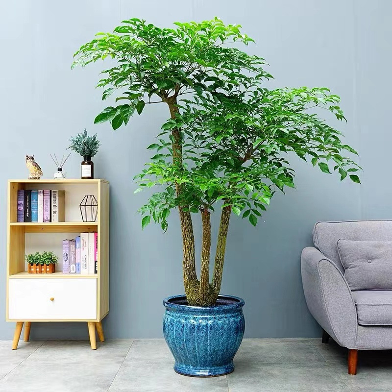 幸福树盆栽大棵客厅办公室大型老桩丛生造型绿植绿宝平安树花卉苗