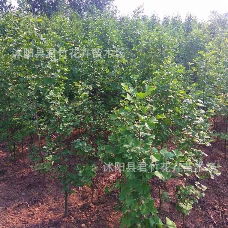 银杏树苗白果活苗庭院占地绿化苗木行道树金叶银杏小苗南北方种植