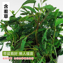 含羞盆栽植物室内儿童趣味绿植小盆栽办公室害羞窗台小型植物