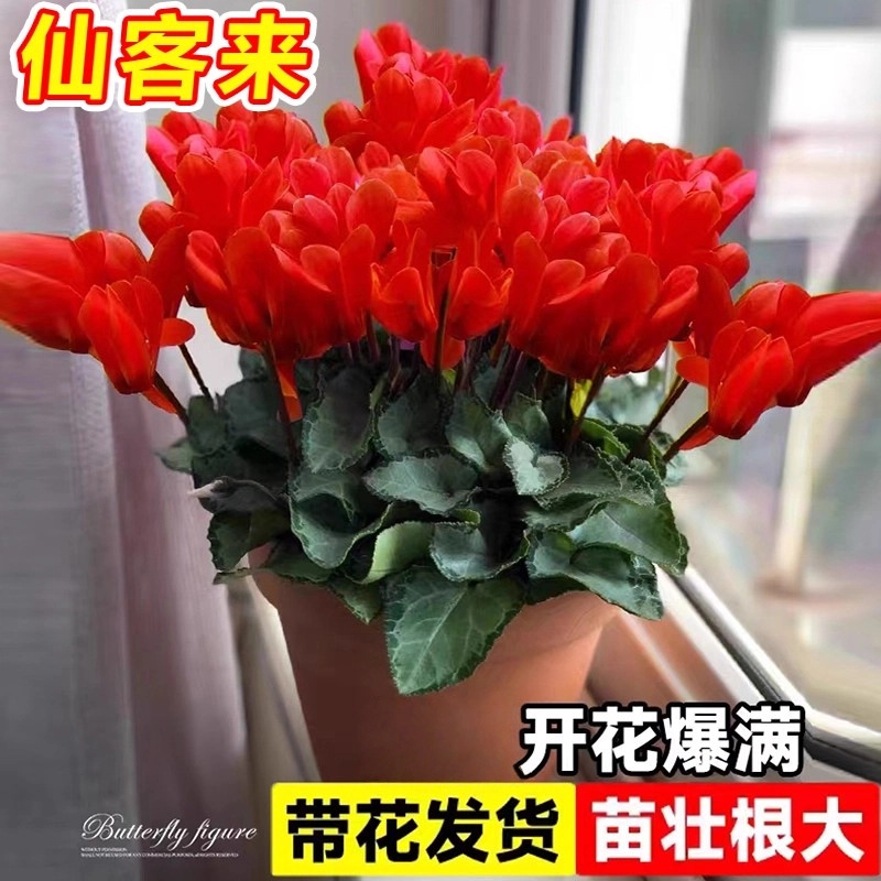 仙客来盆栽带花阳台四季开花植物重瓣蝶衣花苗室内好养活耐寒花卉