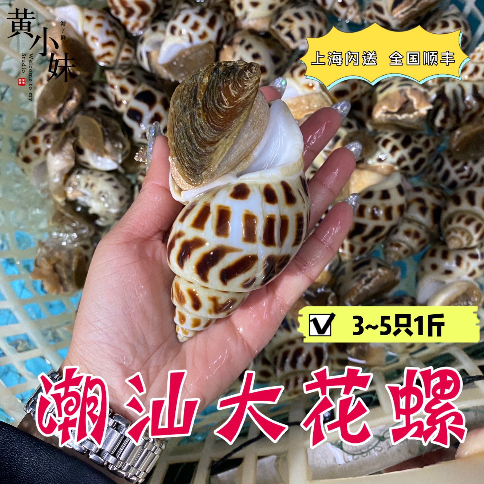 件可售)立即订购加入进货单买家服务支付方式花螺俗称"花螺","东风螺"