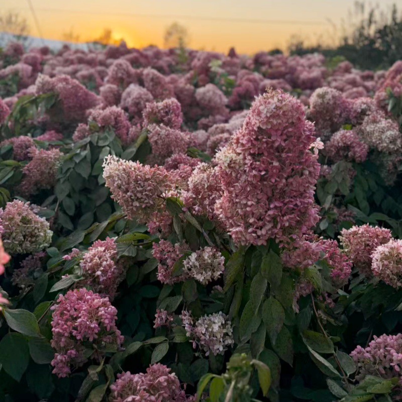 木绣球树苗 大花水桠木 绣球花 规格全 木绣球苗 绿化花灌木