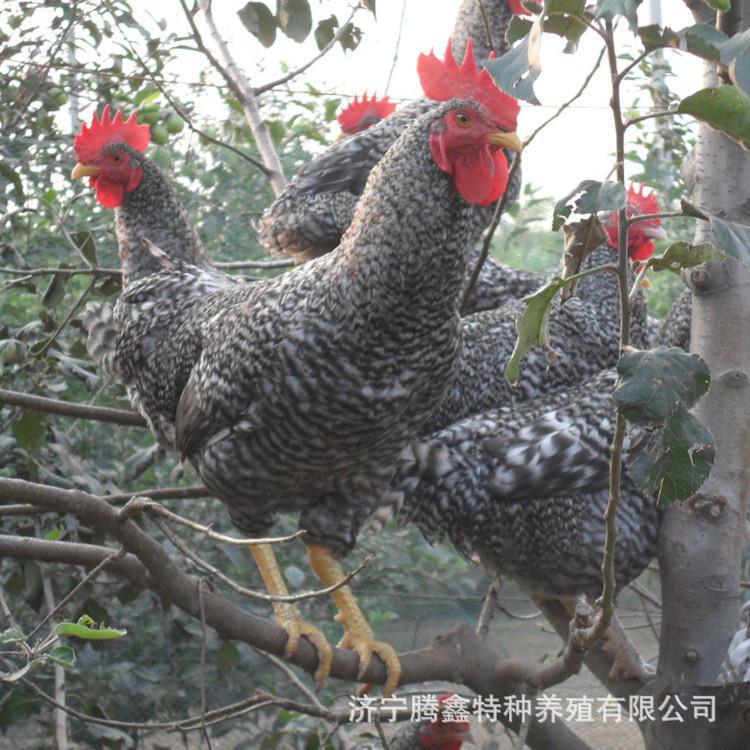 芦花鸡养殖场 常年对外批发芦花鸡种苗 成品芦花鸡