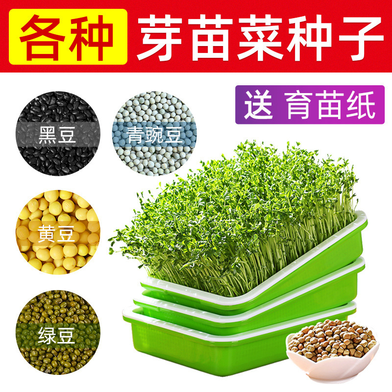 芽苗菜种孑苗种籽豆芽菜水培蔬菜小麦松柳麻香椿-阿里巴巴