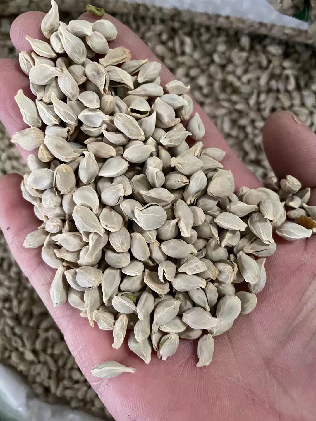 中药批发橘核桔核桔子籽橘子仁干净无杂质