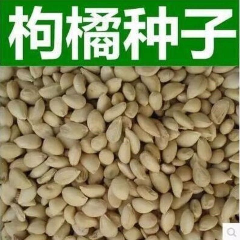 新采枸橘种子枳壳种子枸桔积壳籽橘子红橘种子嫁接砖木带刺篱笆墙