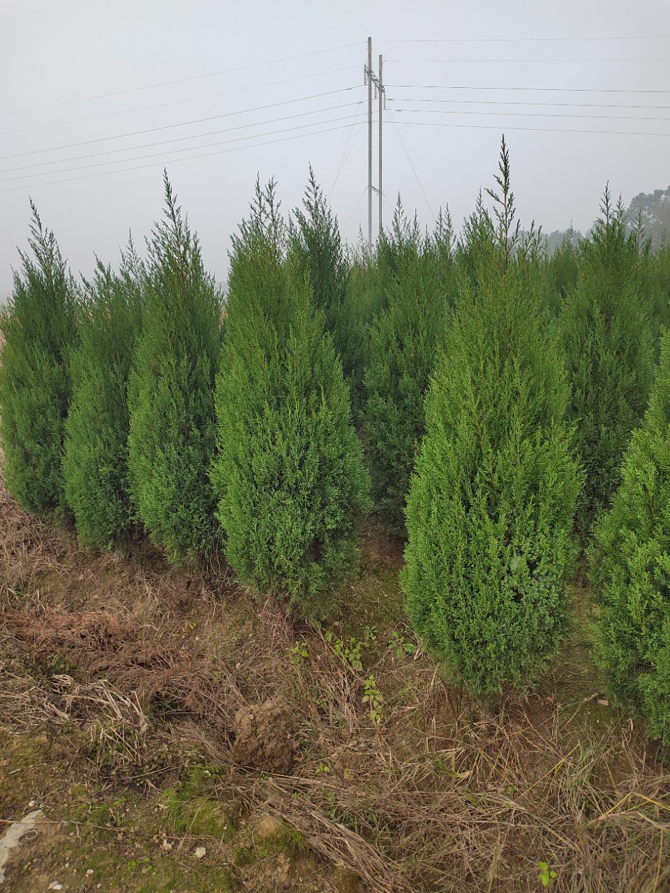 基地批发2米高的松柏树 塔柏 圆柏树苗 各种规格齐全 价格优惠