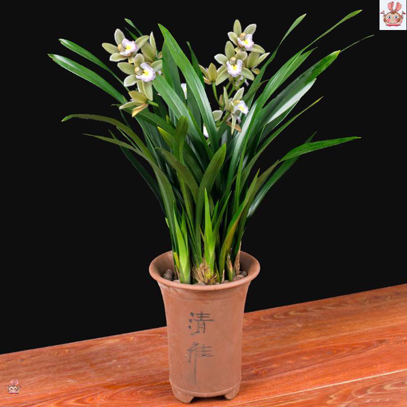 兰花 香妃 红贵妃 矮种浓香建兰四季兰 兰花苗花卉盆栽室内绿植物