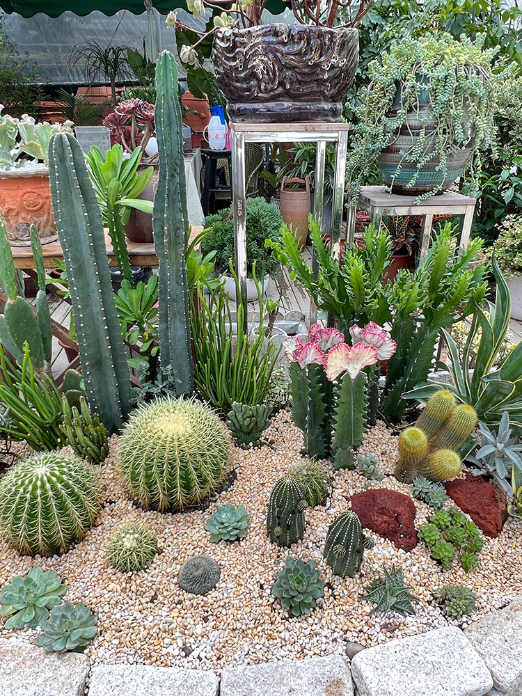 金叶子仙人科龙舌兰金琥球沙漠多肉植物耐晒干旱花园庭院造景盆栽