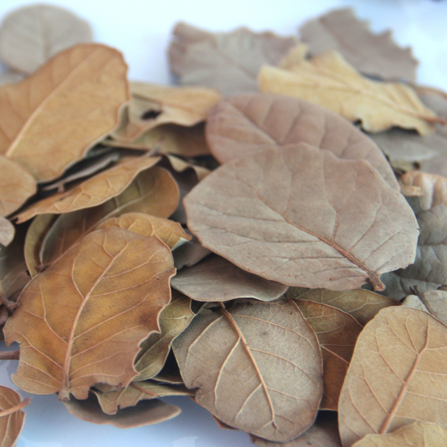 天然树叶干书签植物标本拍摄道具背景幼儿园diy枯叶