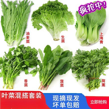 新鲜蔬菜新鲜生菜菠菜油麦茼蒿青香菜多组摘现发鲜嫩叶菜沙拉蔬菜