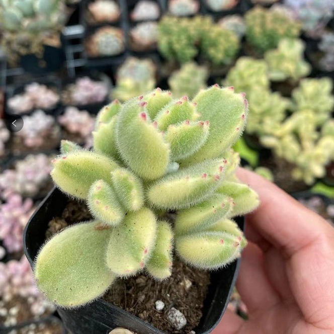 熊童子 白熊老桩绿熊 多肉植物胭脂熊多头群生黄熊掌爪超大盆栽