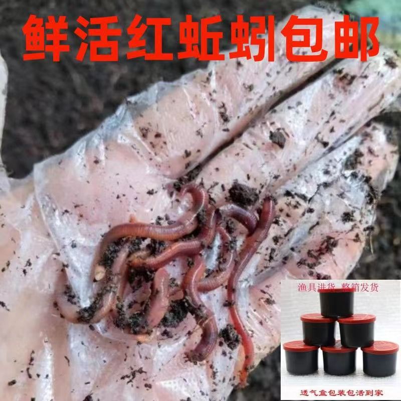 盒装鲜活蚯蚓活物批发斤装混装一件代发牛粪蚯蚓产地直发-阿里巴巴