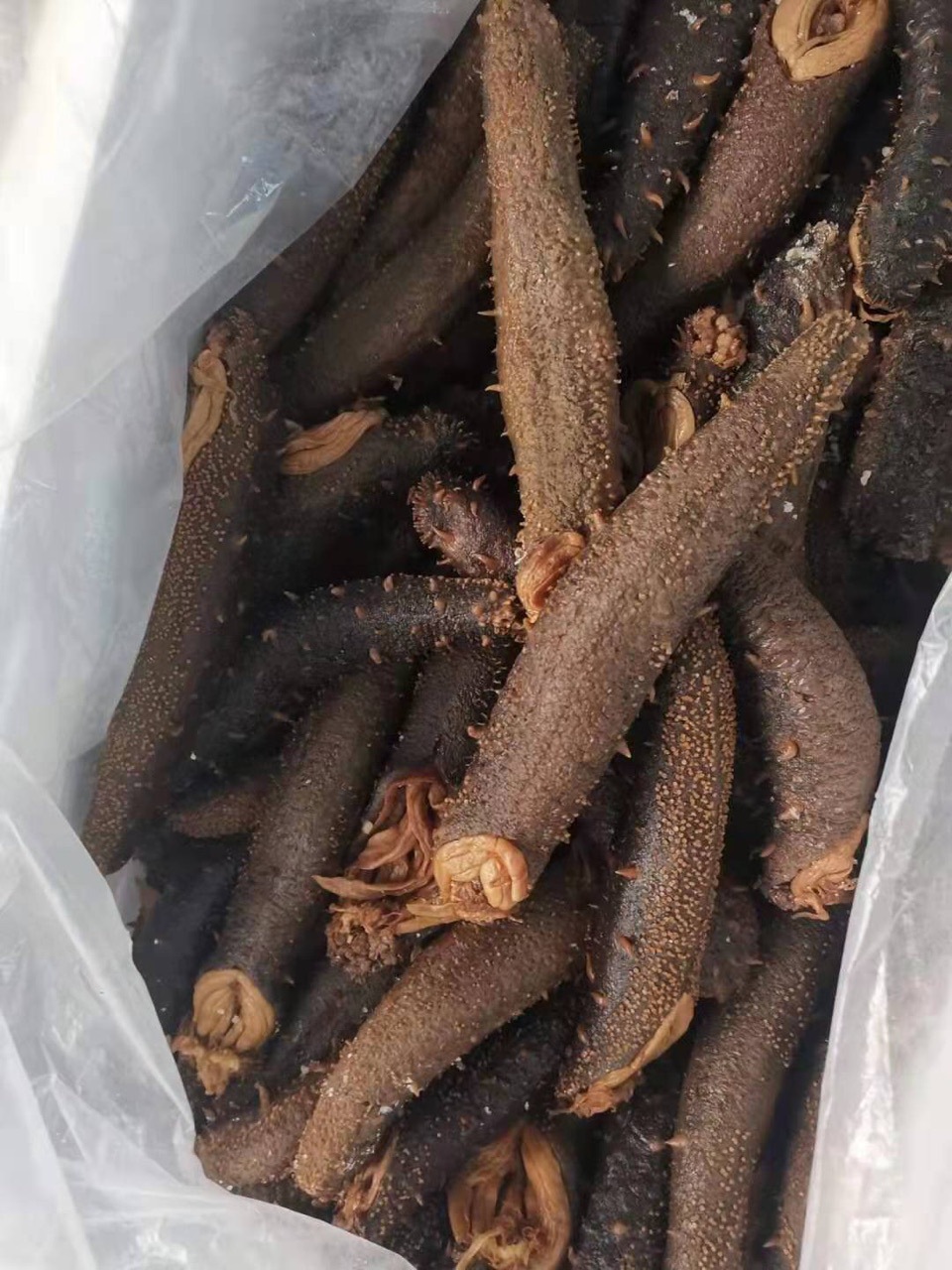 加拿大野生海参