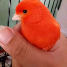 玉鸟红辣椒上海辣椒红大红袍山东黄扬州子弹玉鸟红桂皮白玉鸟活体