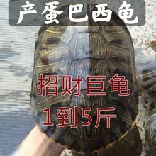 巴西龟大龟乌龟活物超大下蛋乌龟宠物巴西种龟红耳黄金龟
