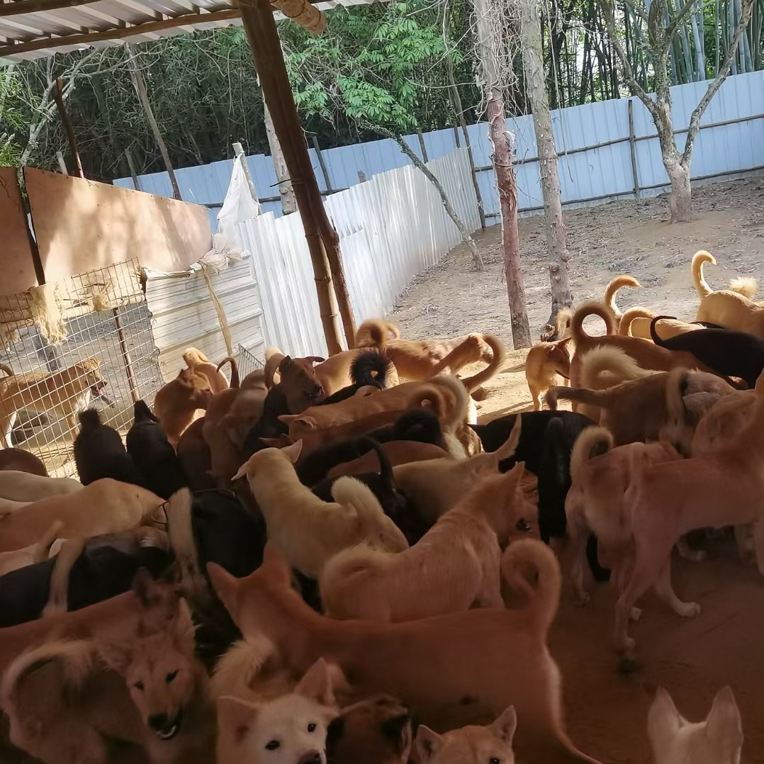 狗苗养殖场 成年土狗活体 土狗崽批发价格杂交土狗