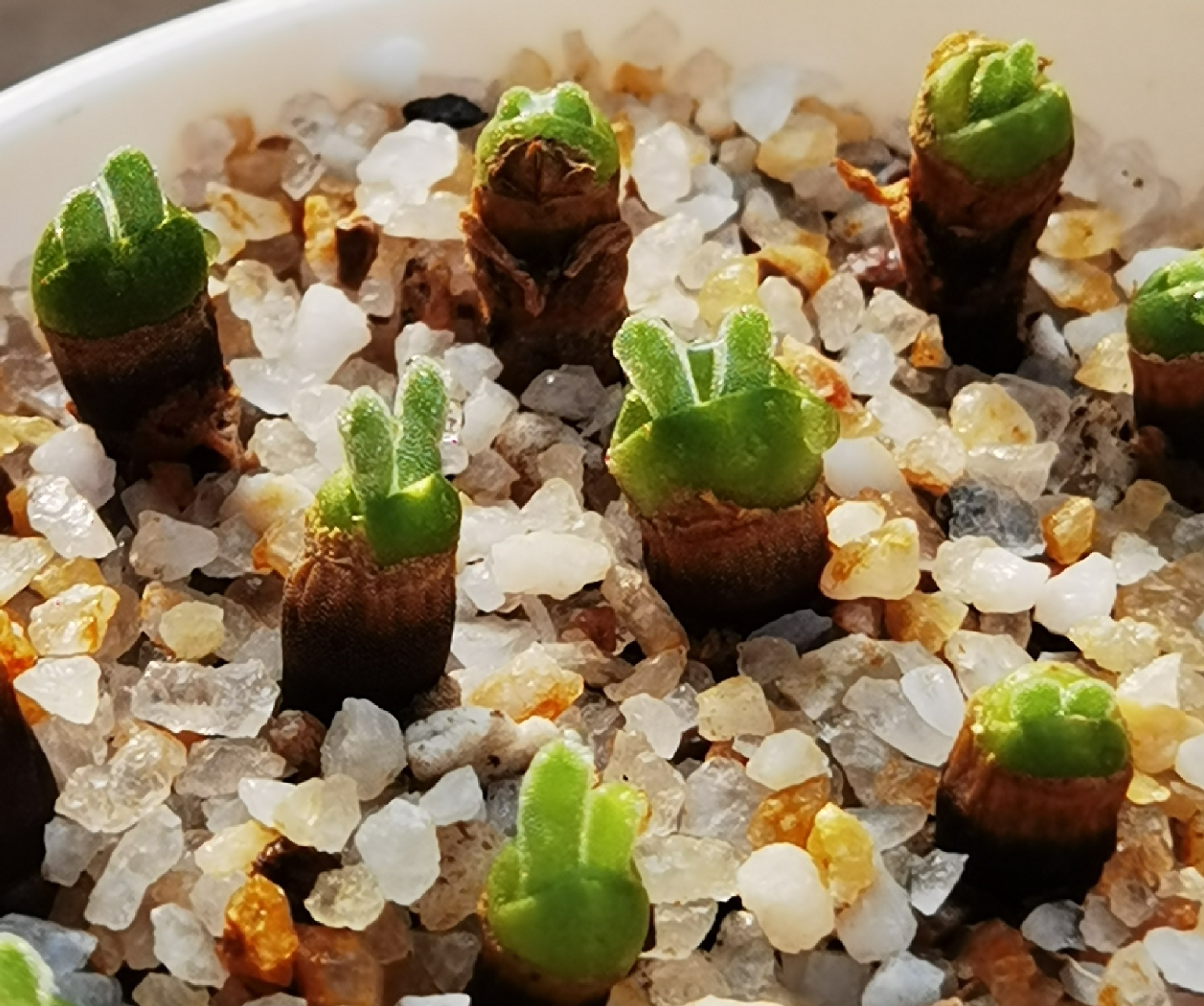 多肉植物枝干番杏 多肉 绿色小兔子碧光环 基地直发