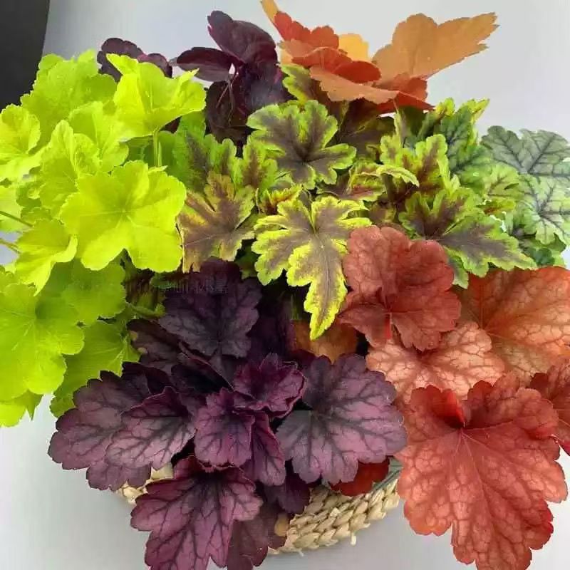 矾根绿植盆栽室内组合耐寒阳台植物宿根耐热庭院观叶花镜四季花园