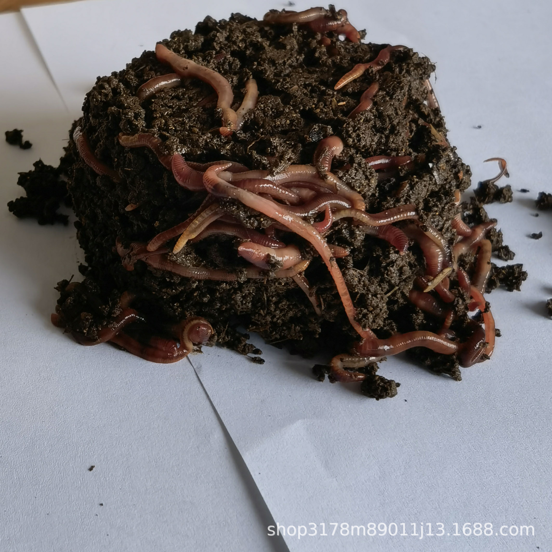 鲜活蚯蚓 大盒装活蚯蚓钓鱼蚯蚓鸟食每盒80条量足活力旺 一件50盒