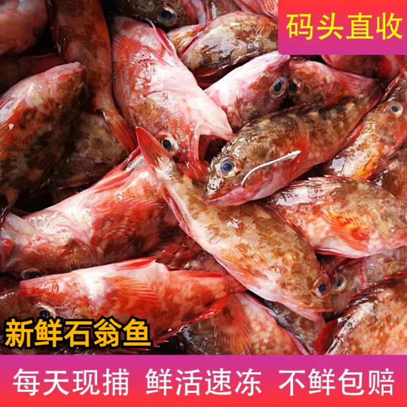 石翁鱼鲜活新鲜海捕石狗公斑鱼海鲜水产小红斑鱼石九