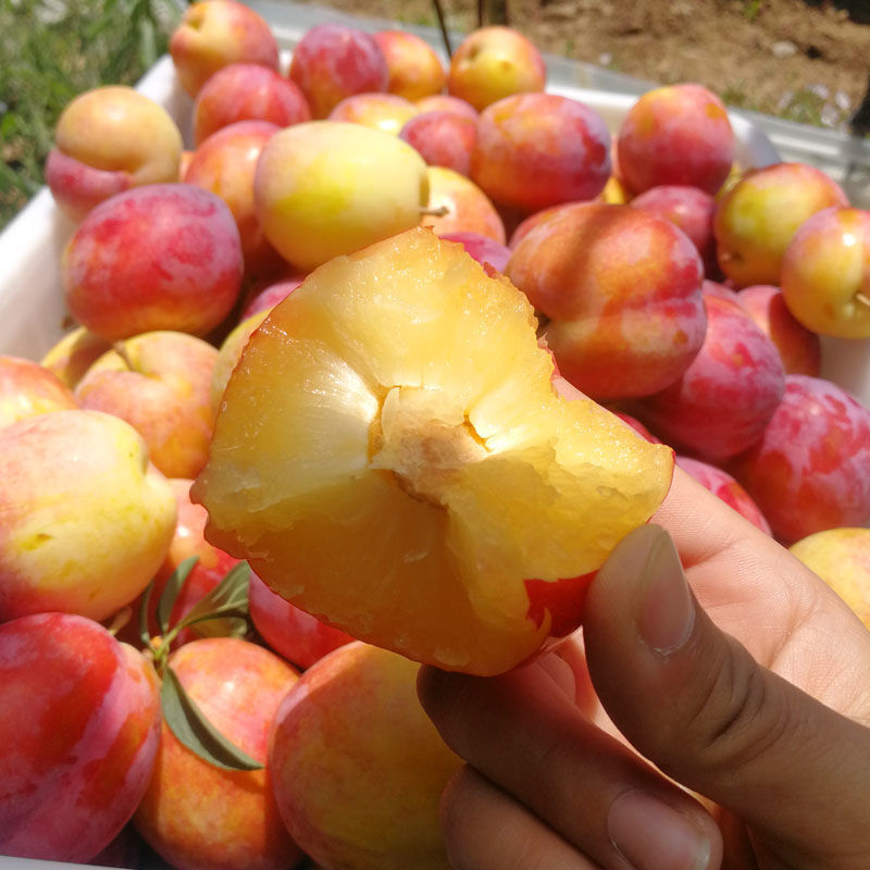 大红袍李子东北特产香蕉李子脆脱骨酸甜新鲜水果李子2斤5顺风