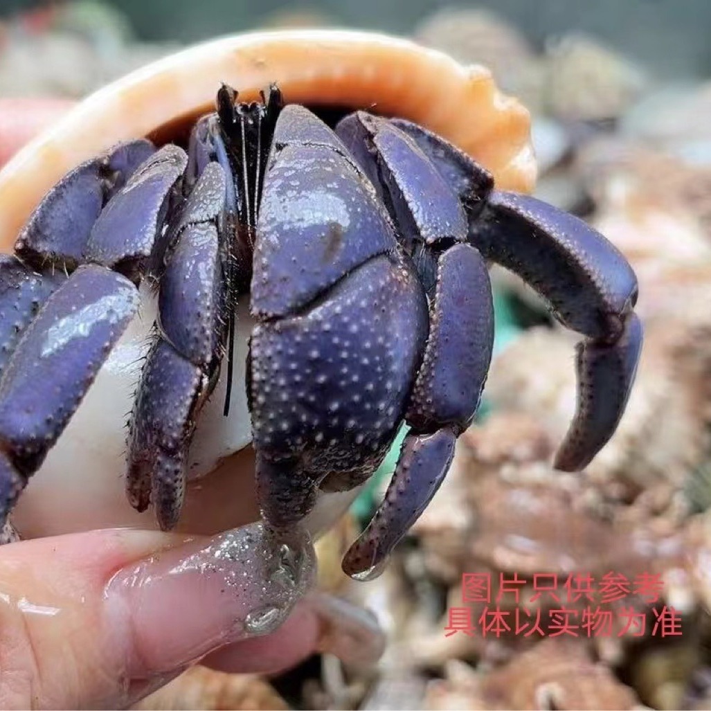 宠物寄居蟹一手货源批发零售摆摊 深紫皮实呆萌 一公斤起批-阿里巴巴