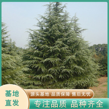 常年供应雪松树 雪松树苗绿化苗木四季常青耐寒庭院观赏规格齐全