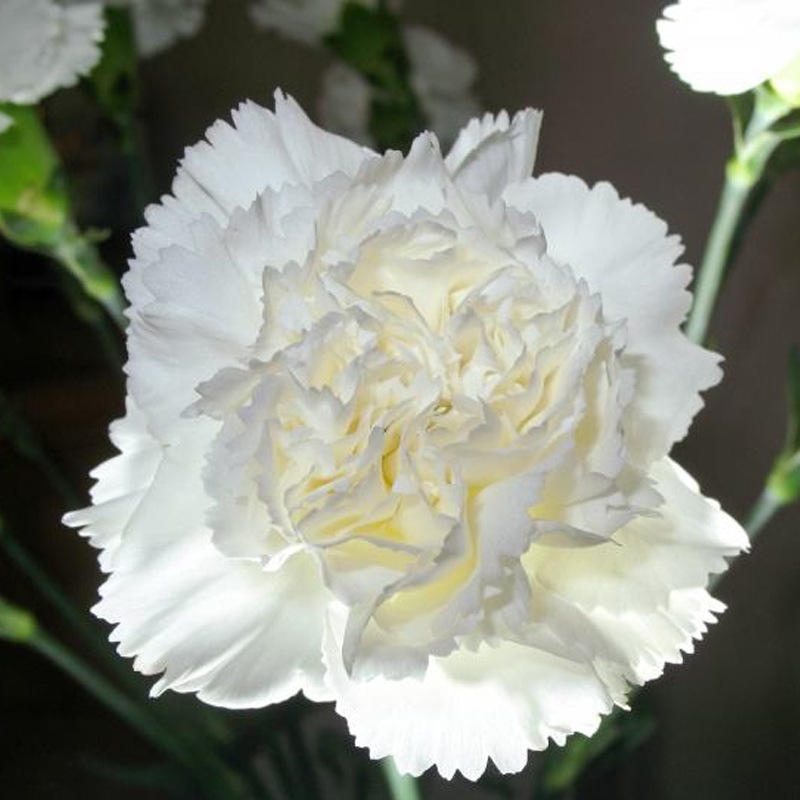 康乃馨小苗10棵四季开花不断室内室外易种活盆栽花母亲节高杆石竹