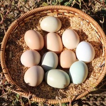 舌尖上的玉食 新鲜乌鸡蛋绿壳蛋散养土鸡蛋笨鸡蛋蛋整箱批发
