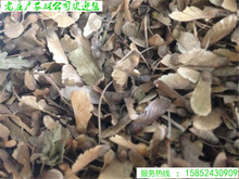 新采林木树种籽三角枫种子鸡爪槭种子青枫种子五角枫种子四季可播