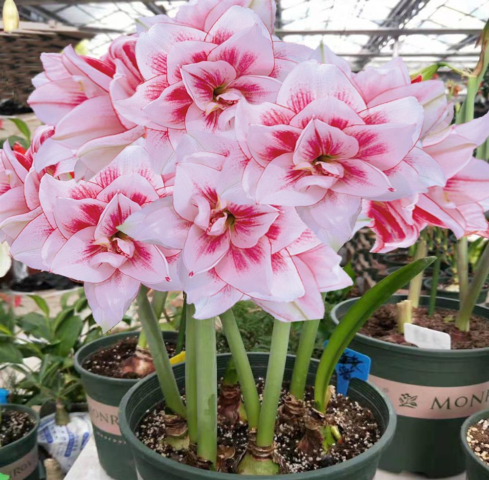 荷兰重瓣朱顶红种球大球阳台室内盆栽绿植花卉(2送1)(5送3)