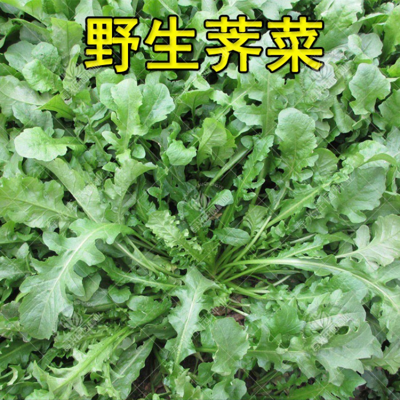 【苦菜野生】-苦菜野生厂家,品牌,图片,热帖-阿里巴巴