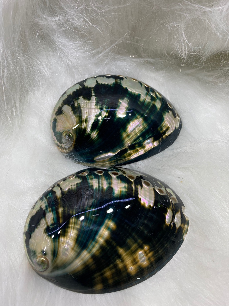 10-11厘米炫彩光泽黑金鲍 黑鲍鱼壳 天然贝壳海螺 鼠尾草燃烧壳