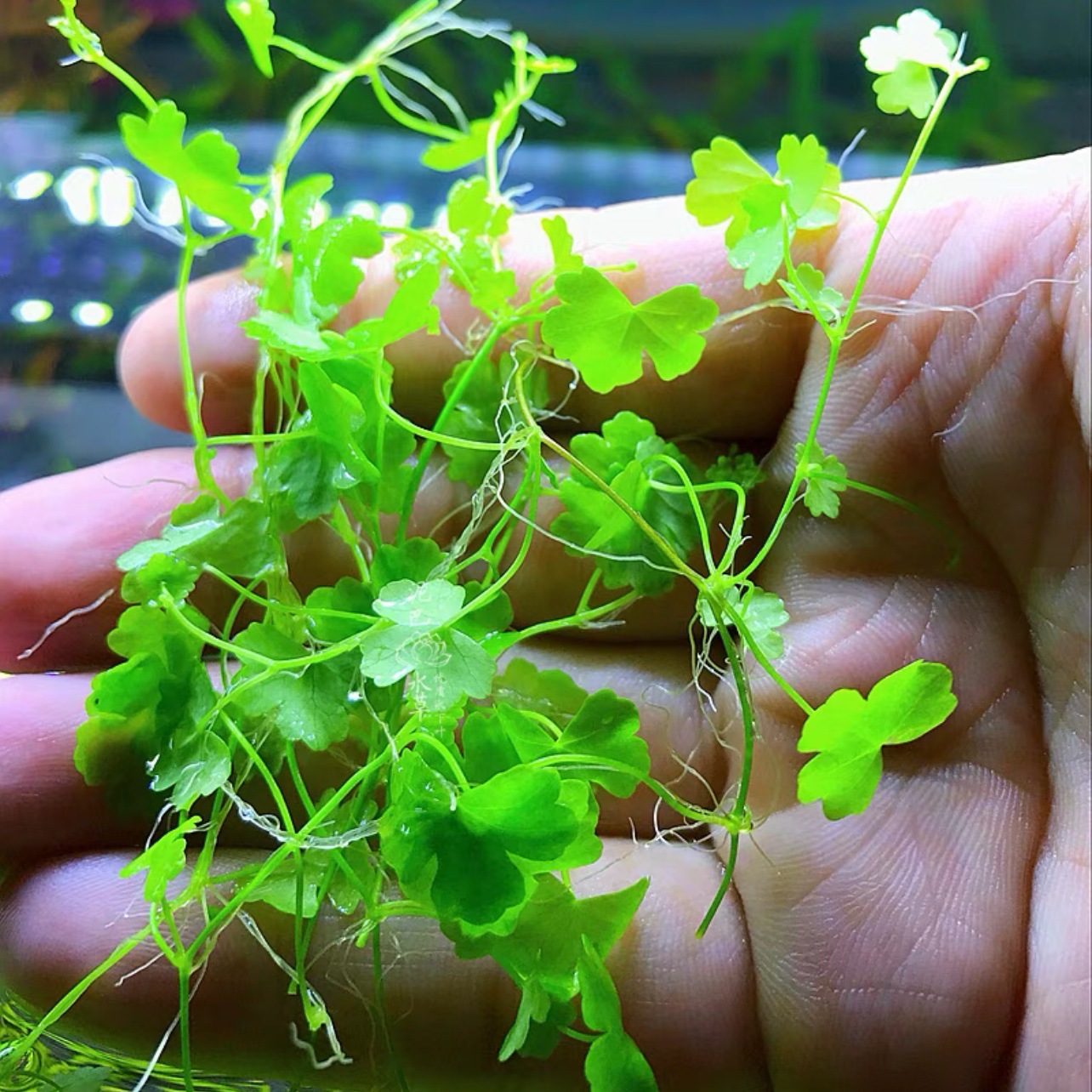 前景草 鱼缸草坪 爬地矮珍珠 趴地矮珍珠 爬地珍珠 鱼缸造景水草