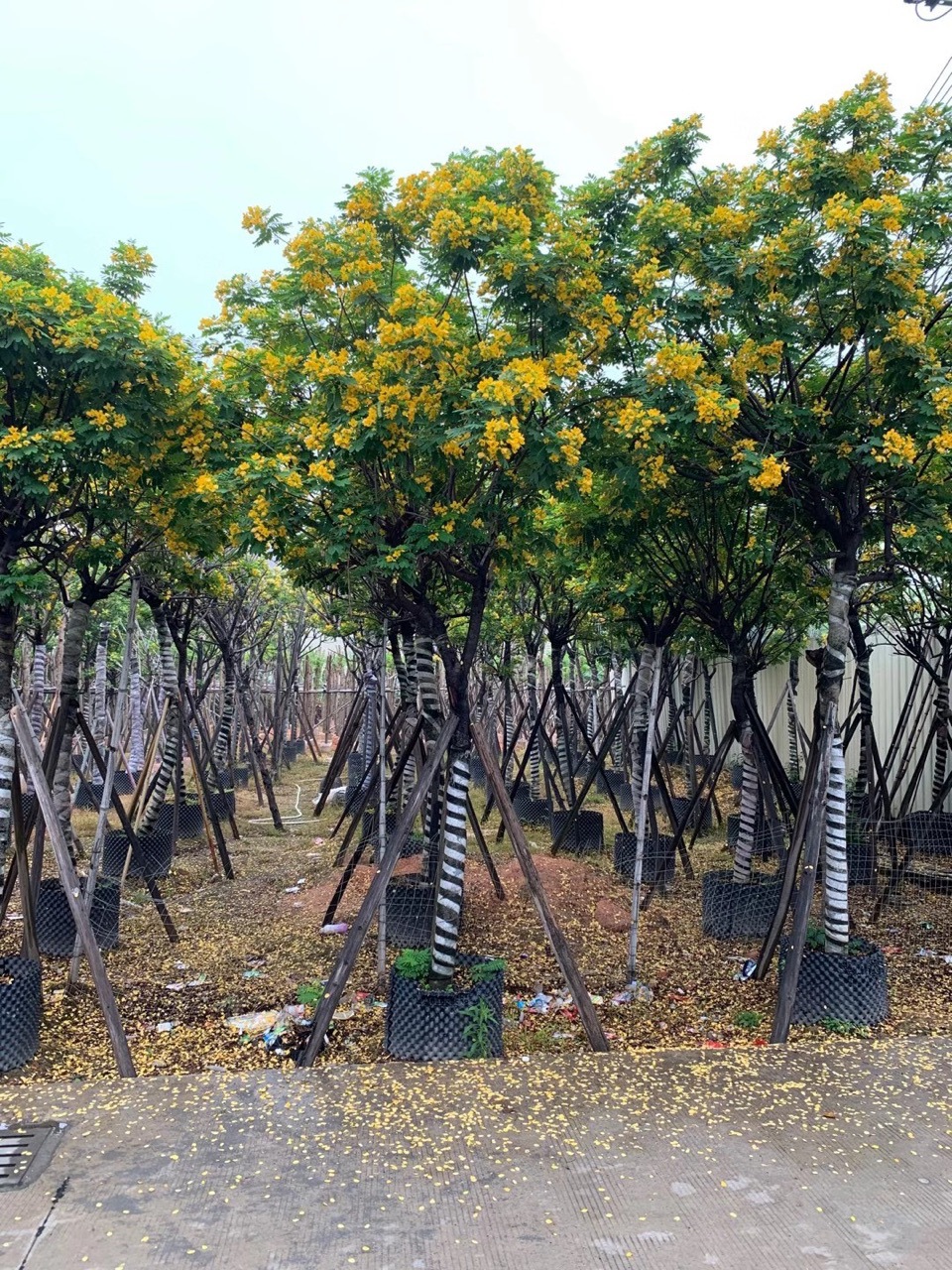 供应9-10公分全冠黄槐观花性风景树高度400cm黄槐全冠
