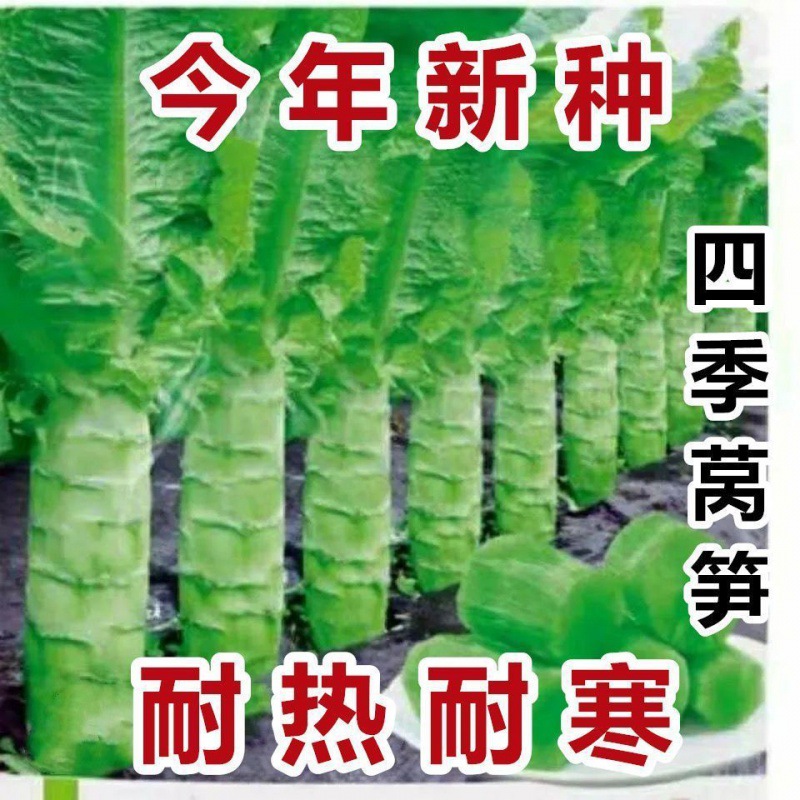 【今年新种】四季莴笋种子青皮青肉香莴笋种子高产耐热耐寒莴苣籽