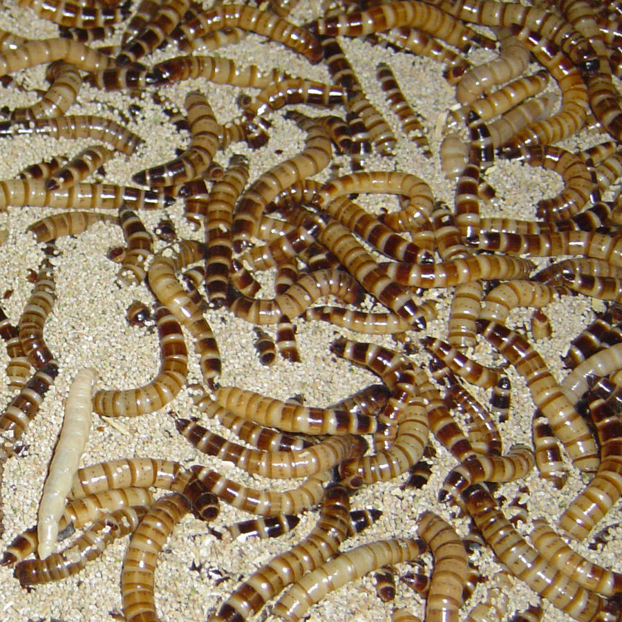 大麦虫活虫500g鲜活面包虫黄粉虫金龙鱼饲料活体画眉鸟八哥食虫子