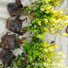 四季耐寒金森女贞树苗 城市工程绿化木苗 路边耐阴篱笆植物工程