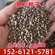 新采黑松种子 苗木行道树种子 油松马尾松种子松树林木绿化苗种子