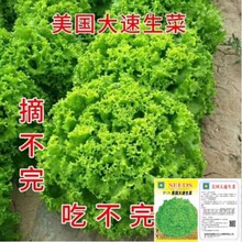 大速生菜种子四季球生菜奶油生菜种籽生菜种孑阳台春季秋冬季盆栽