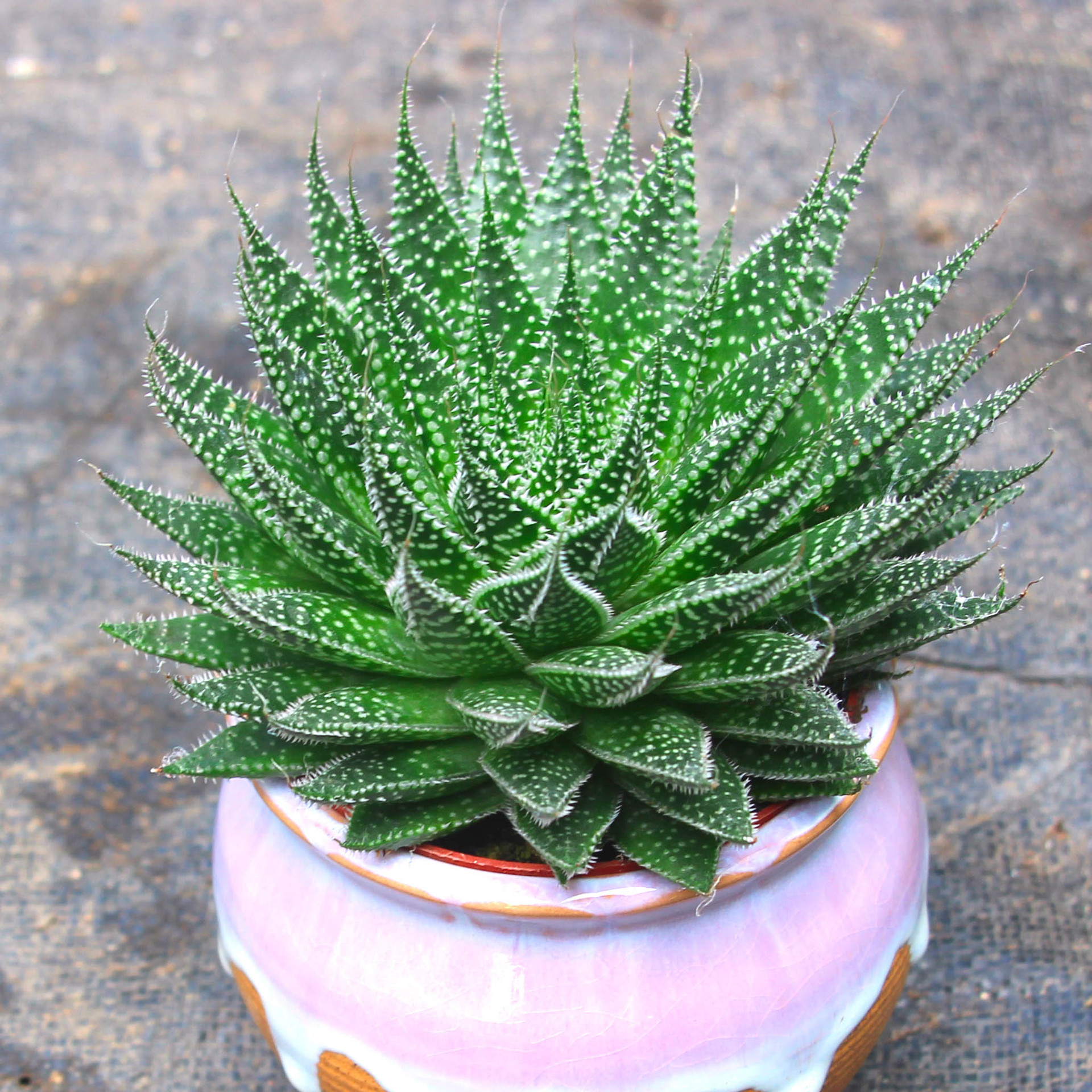 波露多肉大棵雪花芦荟防辐射绿植净化空气不夜城芦荟盆栽批发