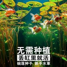 鱼缸莲子迷你碗莲造景水草种子盆栽懒人新手鱼缸造景四季水草种子