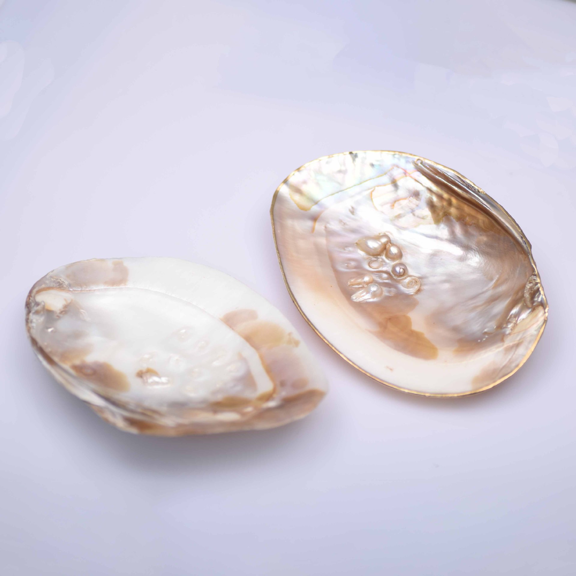 天然打磨大珍珠蚌壳超大贝壳拍摄道具海螺鱼缸水族造景居家摆件