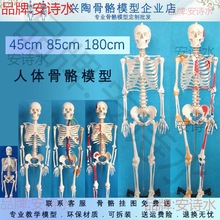 人体骨骼模型45 85  170cm医学美术瑜伽小白骷髅教学全身脊椎骨架