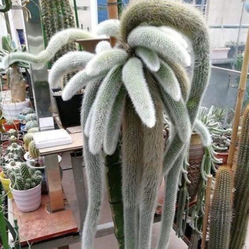 九尾狐多肉植物老桩仙人掌科猴尾巴软长白毛罕见贵货垂吊多肉包邮