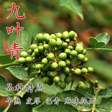 花椒苗树南北方都可以种植的 花椒树苗果树苗